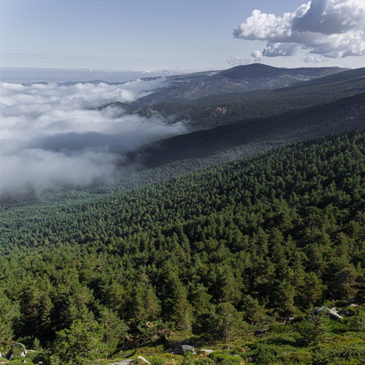 Wide angle shot of a foggy forest